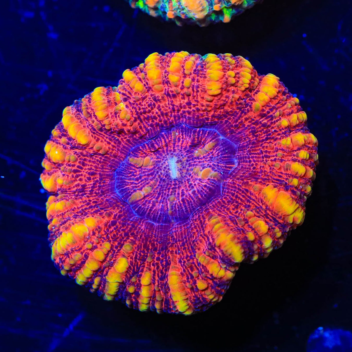 Rainbow Button Scoly Coral