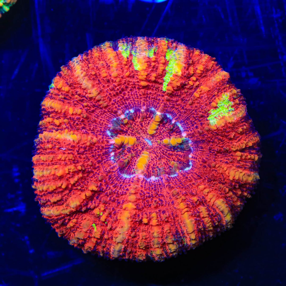 Rainbow Button Scoly Coral