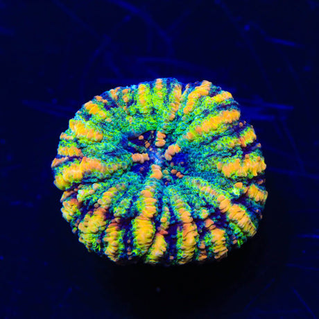 Rainbow Button Scoly Coral