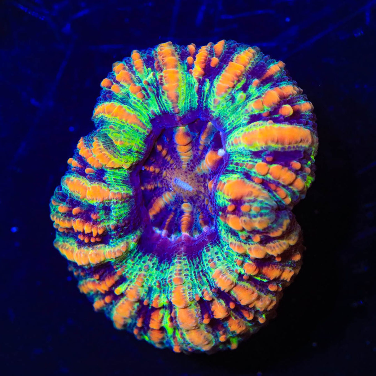 Rainbow Button Scoly Coral