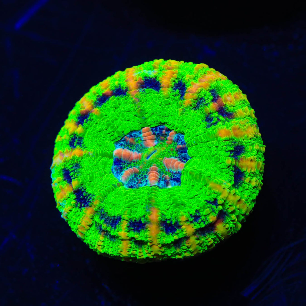 Rainbow Button Scoly Coral