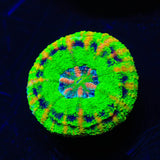 Rainbow Button Scoly Coral