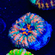 Rainbow Button Scolymia Coral