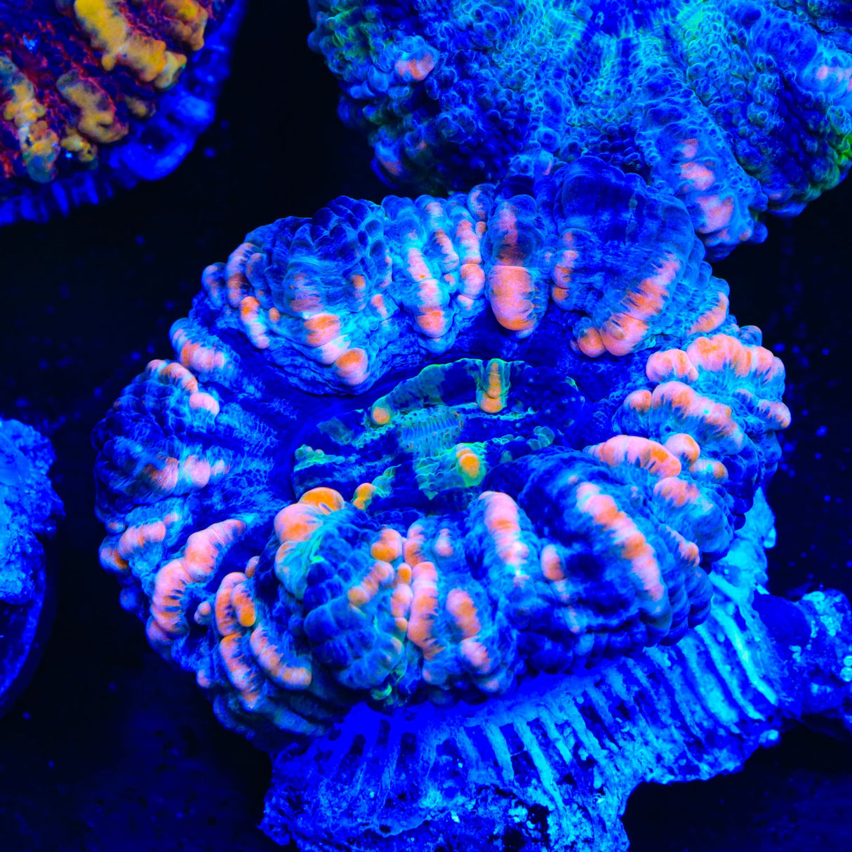 Rainbow Button Scolymia Coral