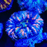 Rainbow Button Scolymia Coral