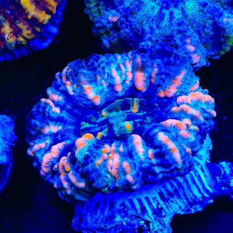 Rainbow Button Scolymia Coral