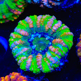Rainbow Button Scolymia Coral