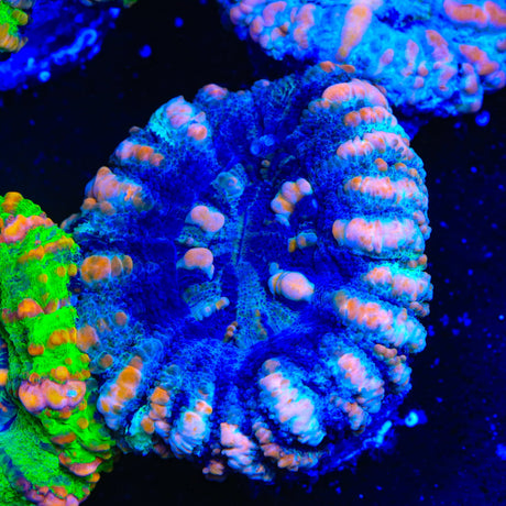 Rainbow Button Scolymia Coral