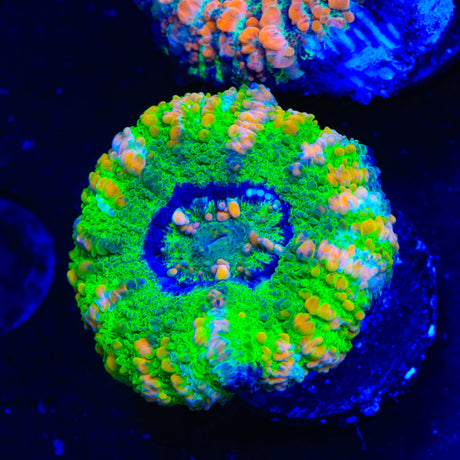 Rainbow Button Scolymia Coral