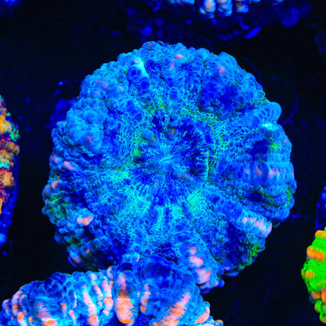 Rainbow Button Scolymia Coral