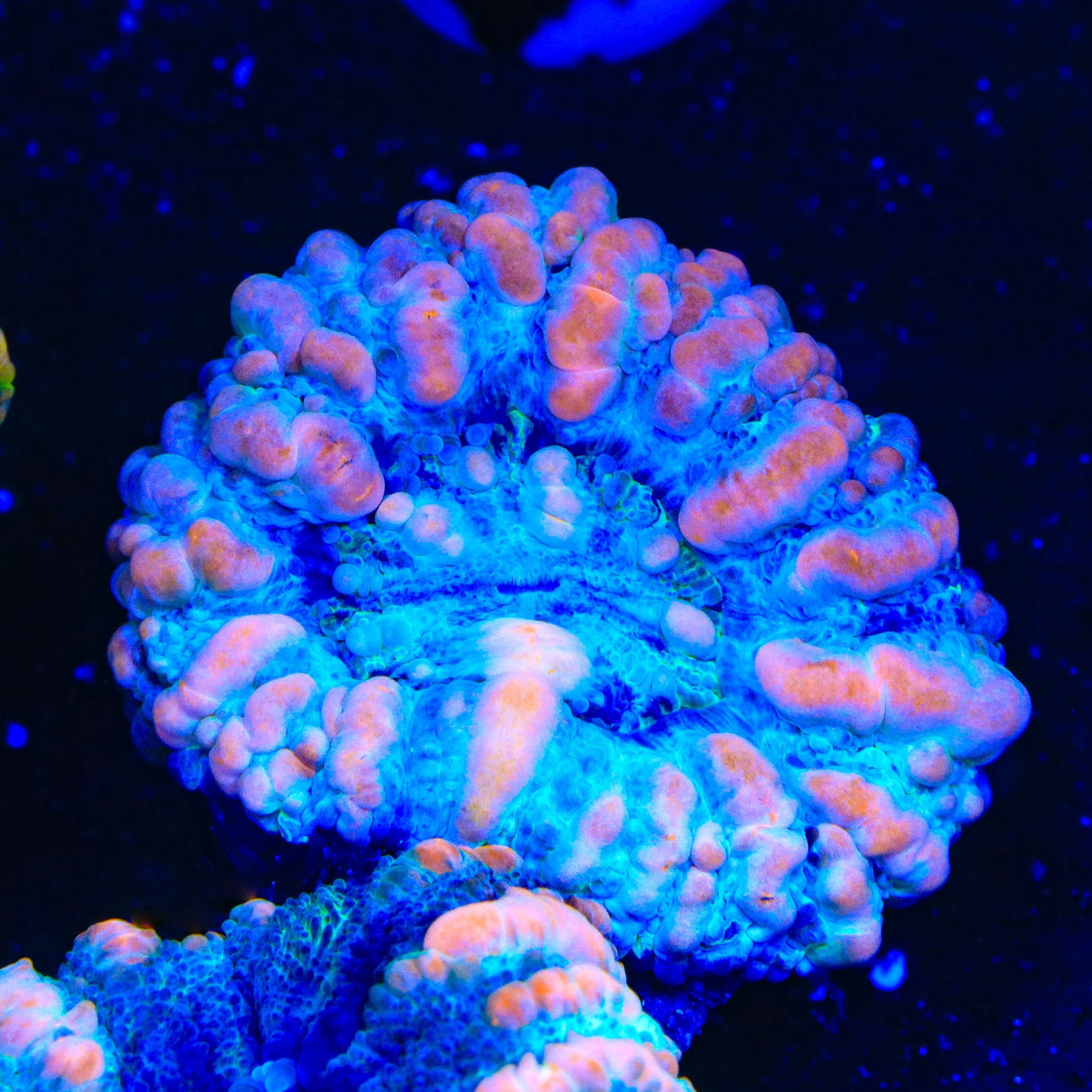 Rainbow Button Scolymia Coral
