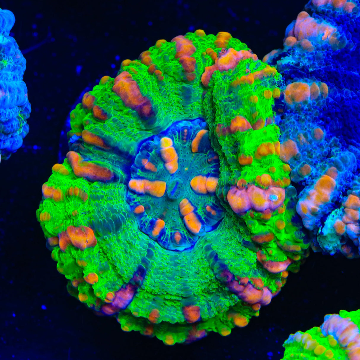 Rainbow Button Scolymia Coral