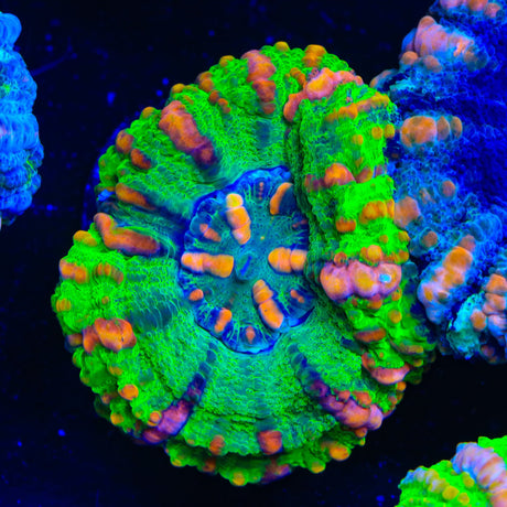 Rainbow Button Scolymia Coral