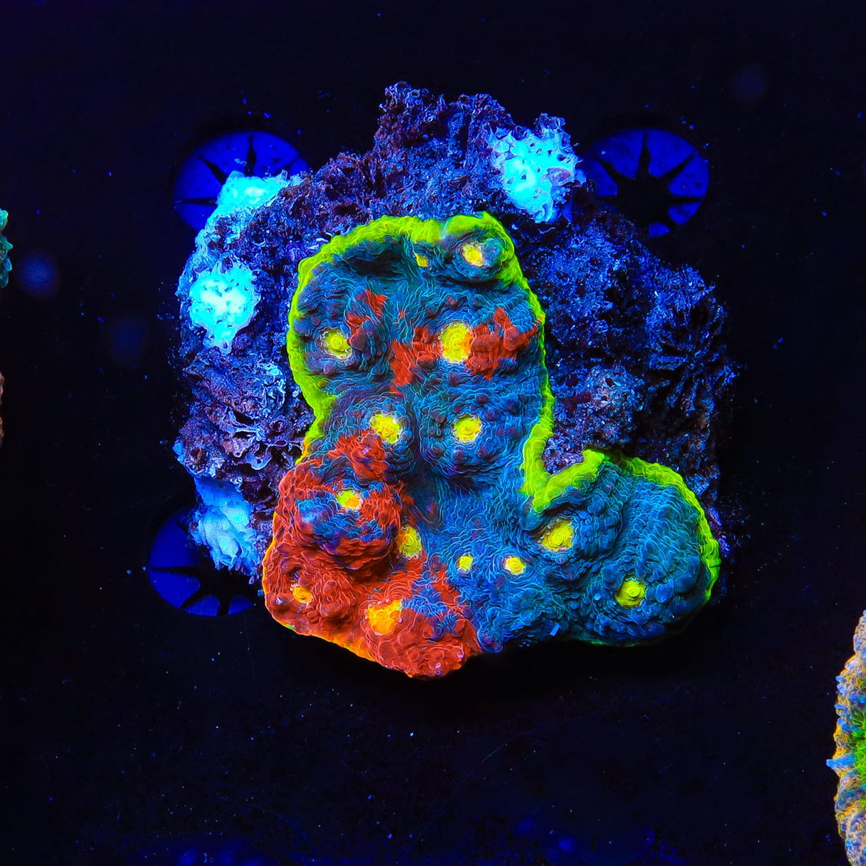 Rainbow Chalice Coral
