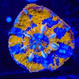Rainbow Chalice Coral