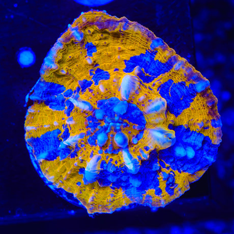 Rainbow Chalice Coral
