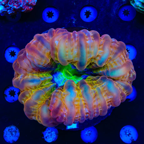 Rainbow Cynarina Colony Coral