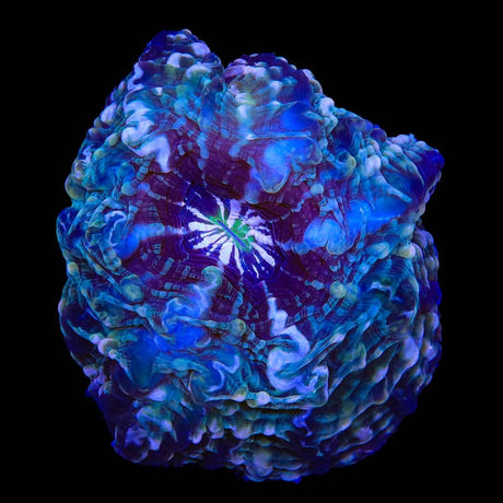 Rainbow Cynarina Coral