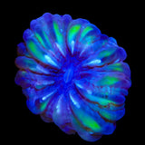 Rainbow Cynarina Coral