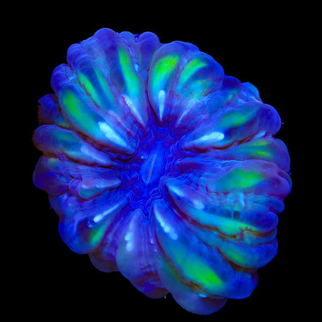 Rainbow Cynarina Coral