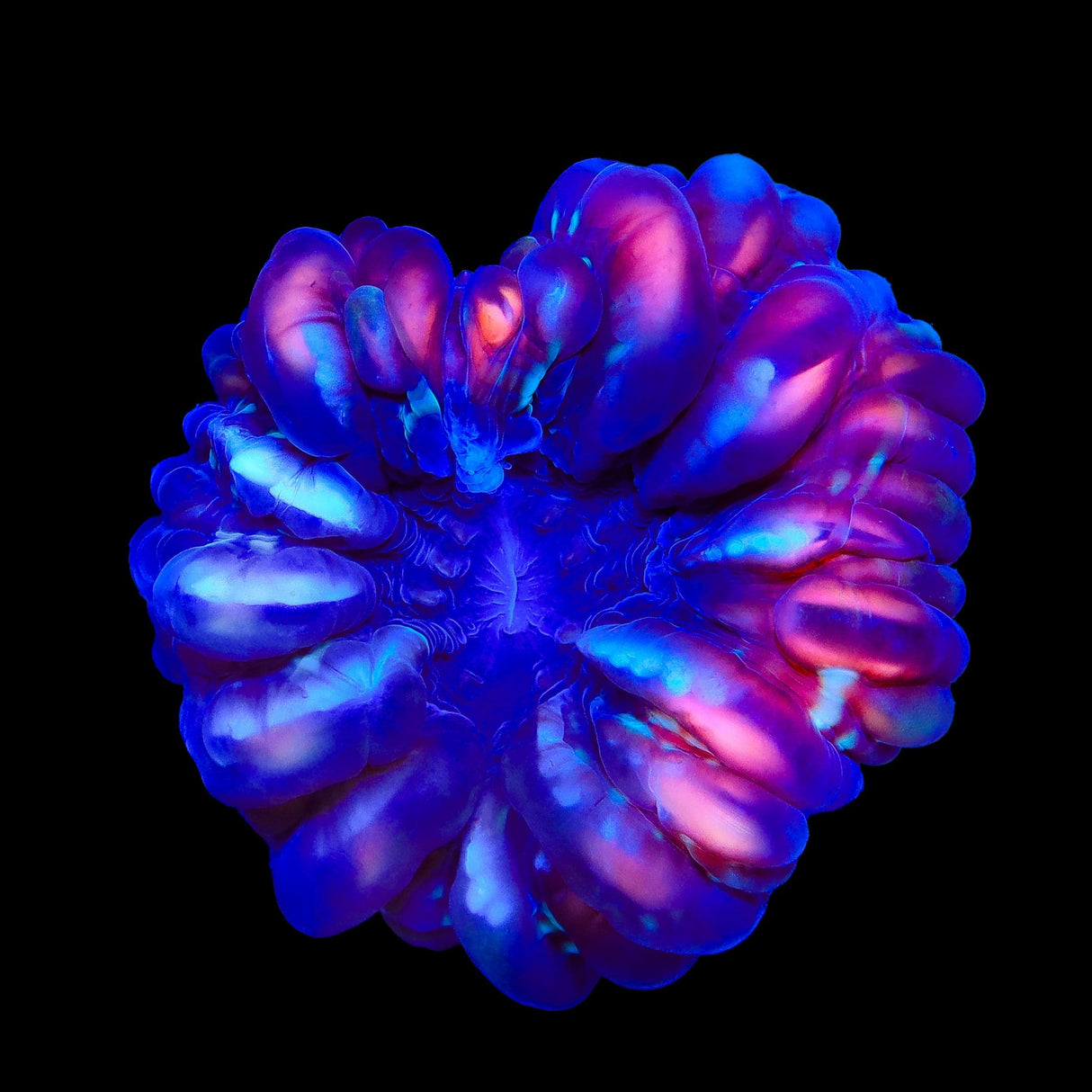 Rainbow Cynarina Coral