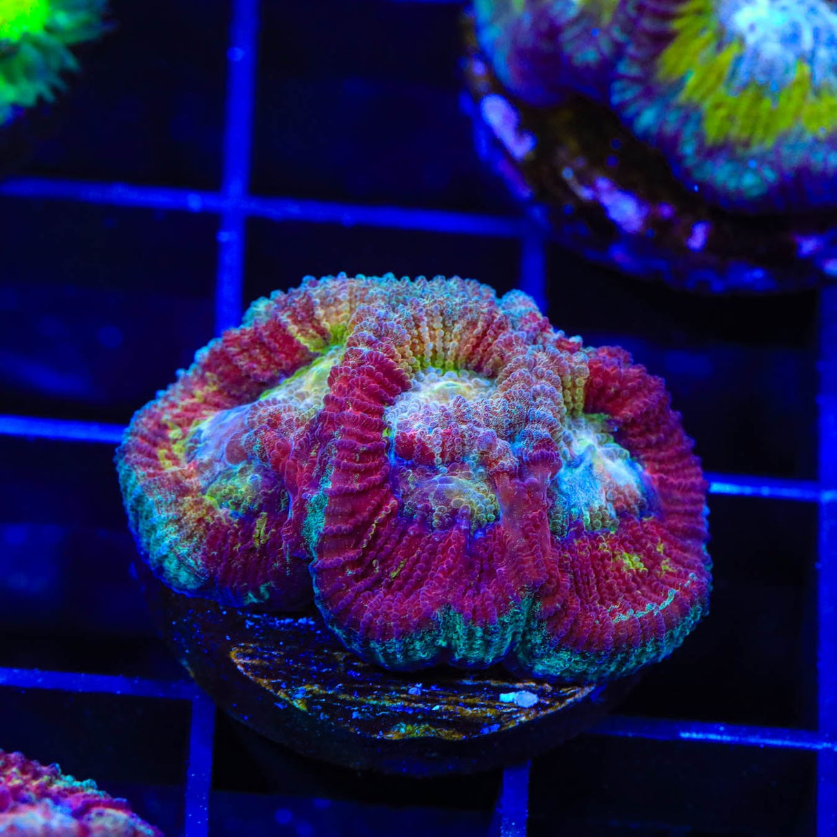 Rainbow Favia Coral