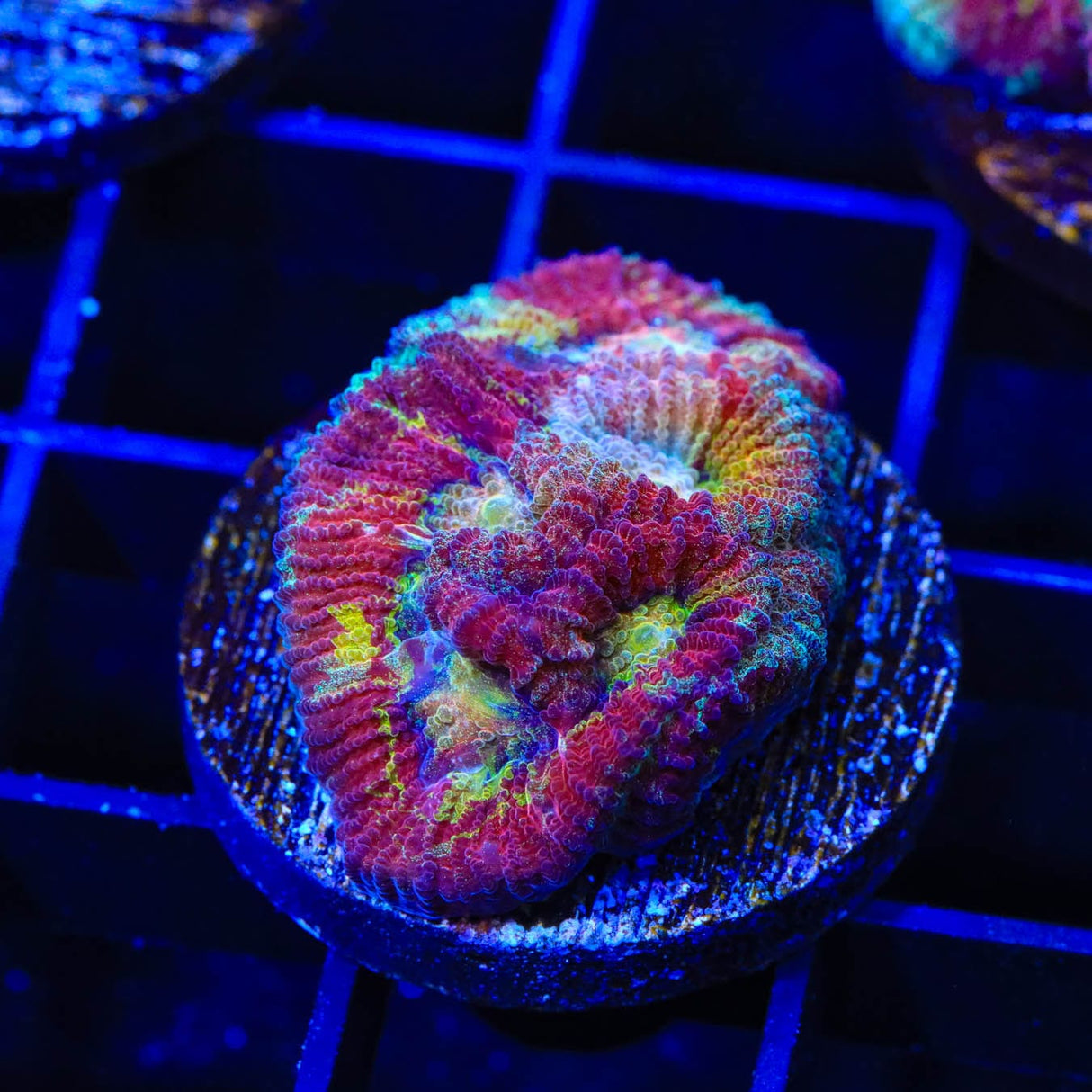 Rainbow Favia Coral