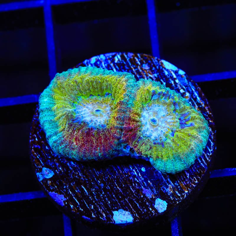Rainbow Favia Coral