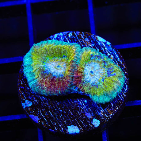 Rainbow Favia Coral