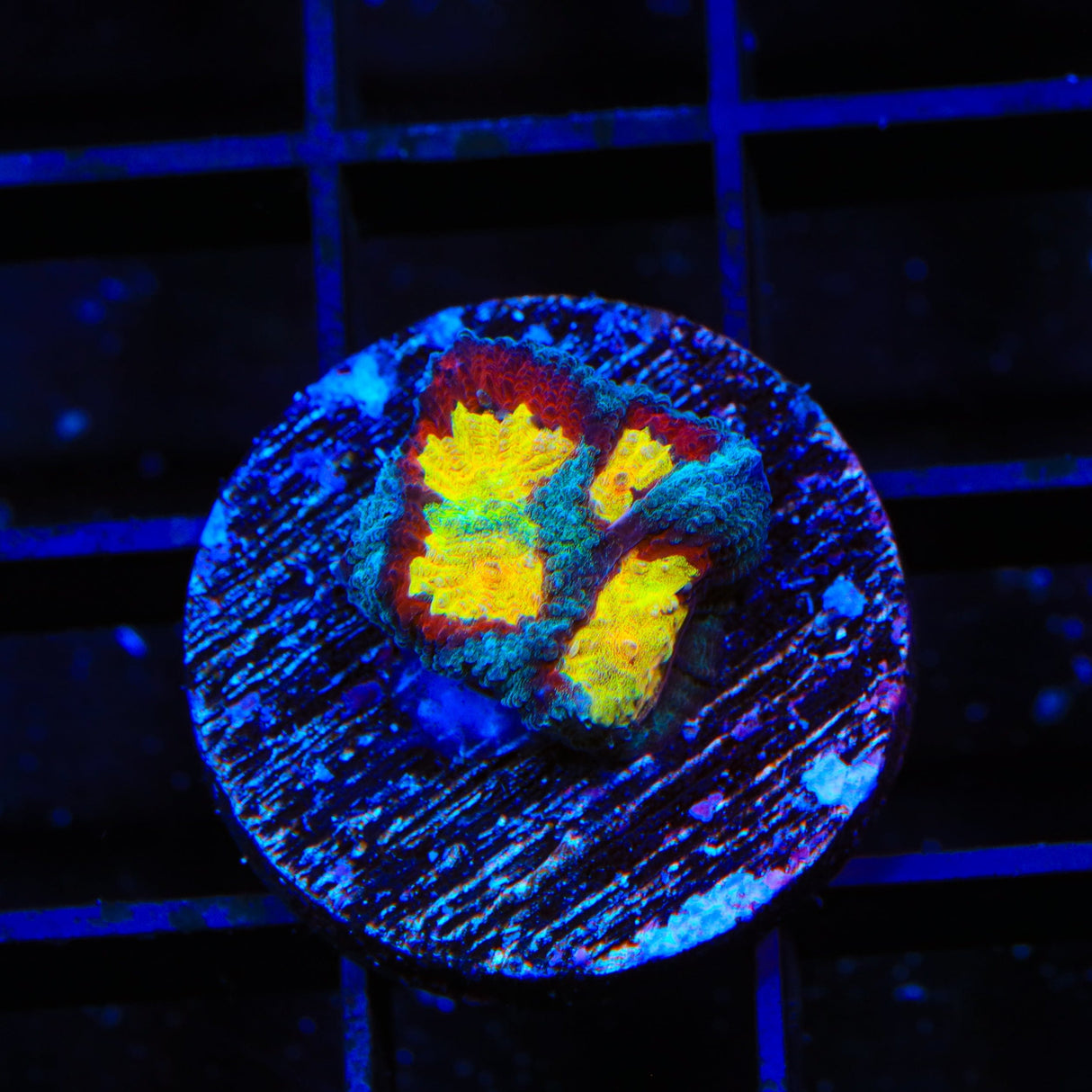 Rainbow Fire Favia Coral