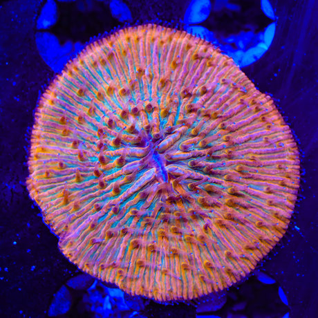 Rainbow Fungia Plate Coral