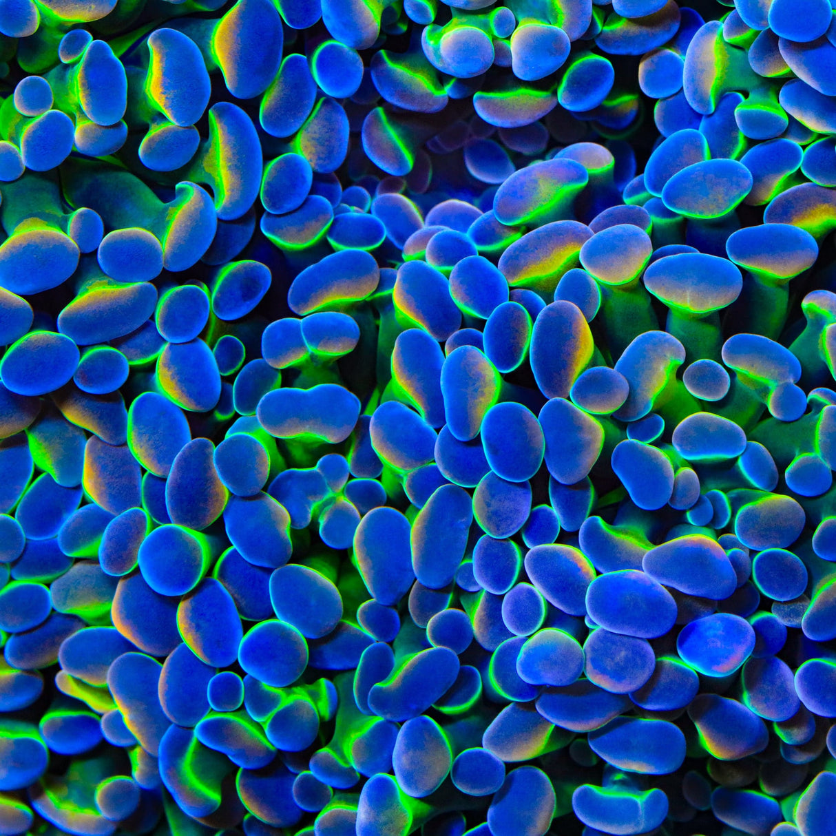 Rainbow Grail Hammer Coral