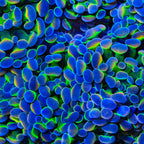 Rainbow Grail Hammer Coral