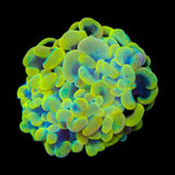 Rainbow Hammer Coral