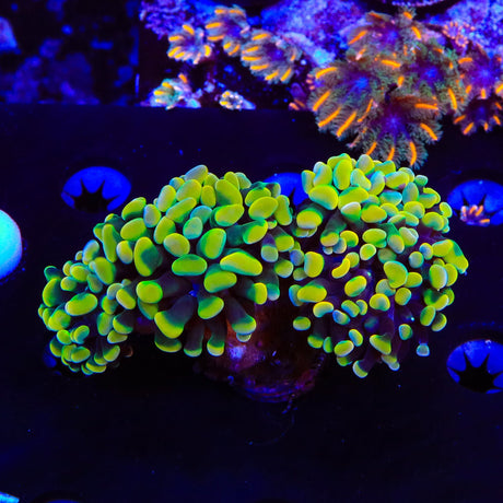 Rainbow Hammer Coral