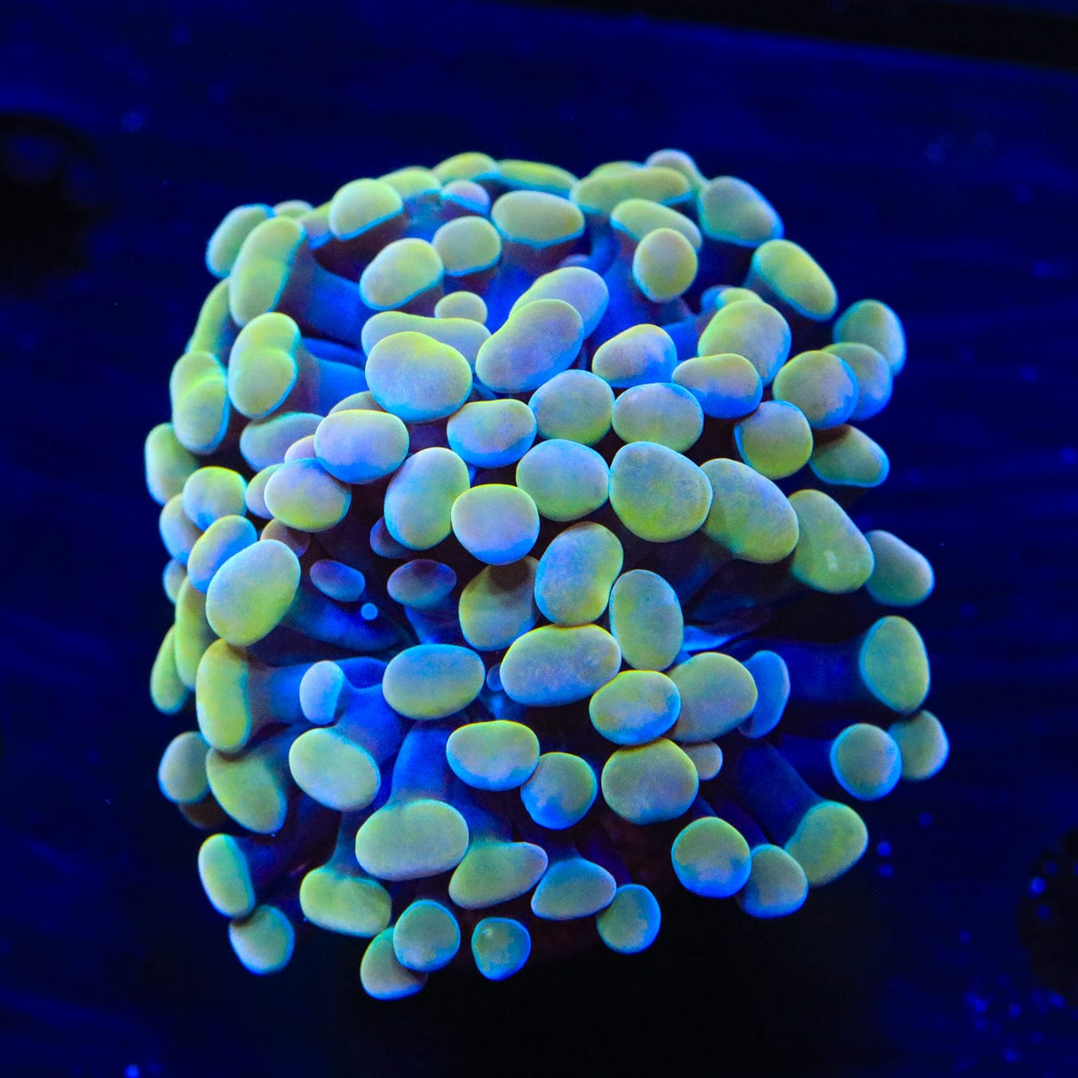Rainbow Hammer Coral