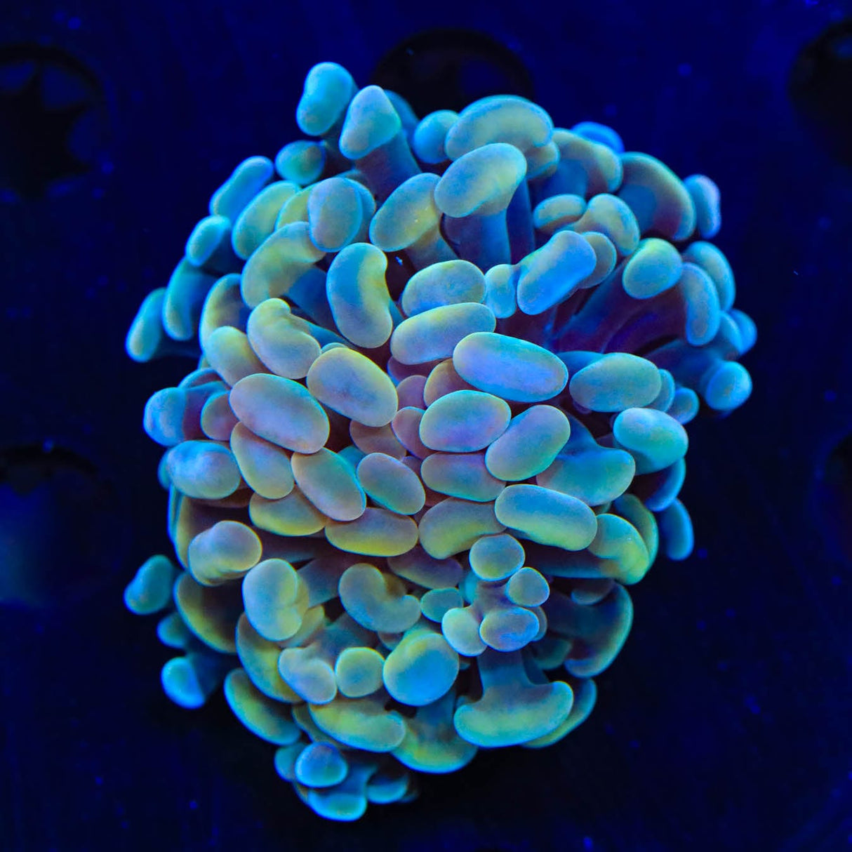 Rainbow Hammer Coral