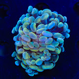 Rainbow Hammer Coral