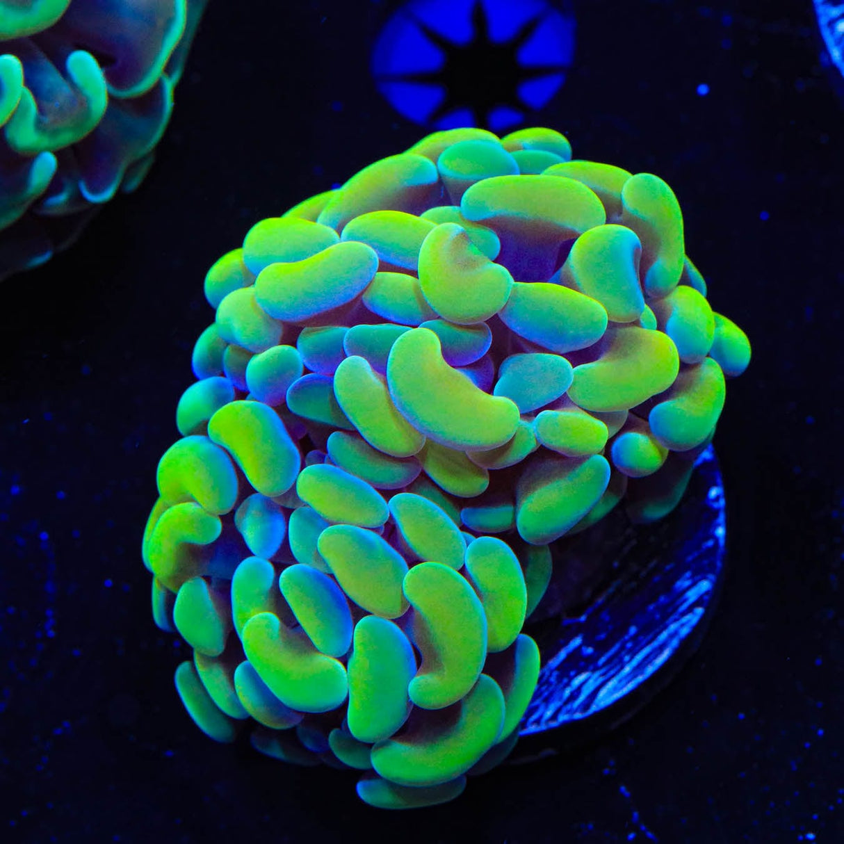 Rainbow Hammer Coral