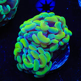 Rainbow Hammer Coral