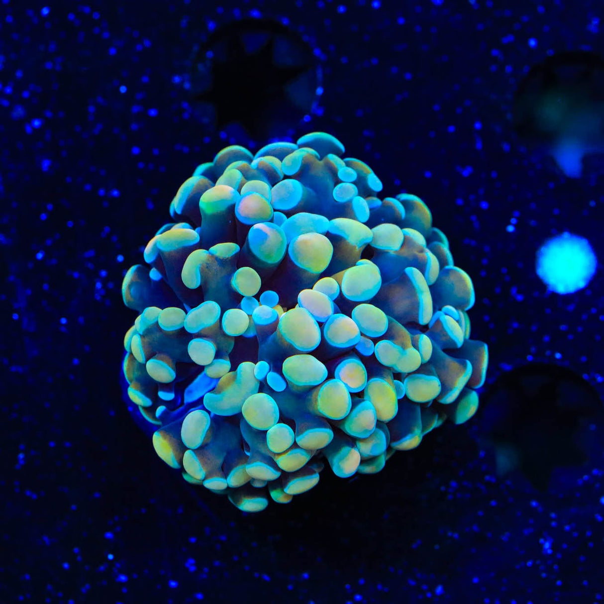 Rainbow Hammer Coral