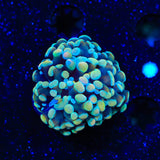Rainbow Hammer Coral