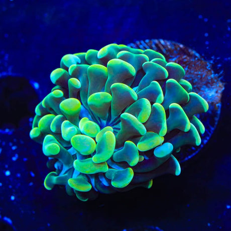 Rainbow Hammer Coral