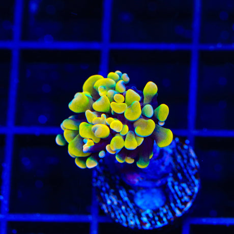 Rainbow Hammer Coral