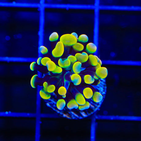 Rainbow Hammer Coral