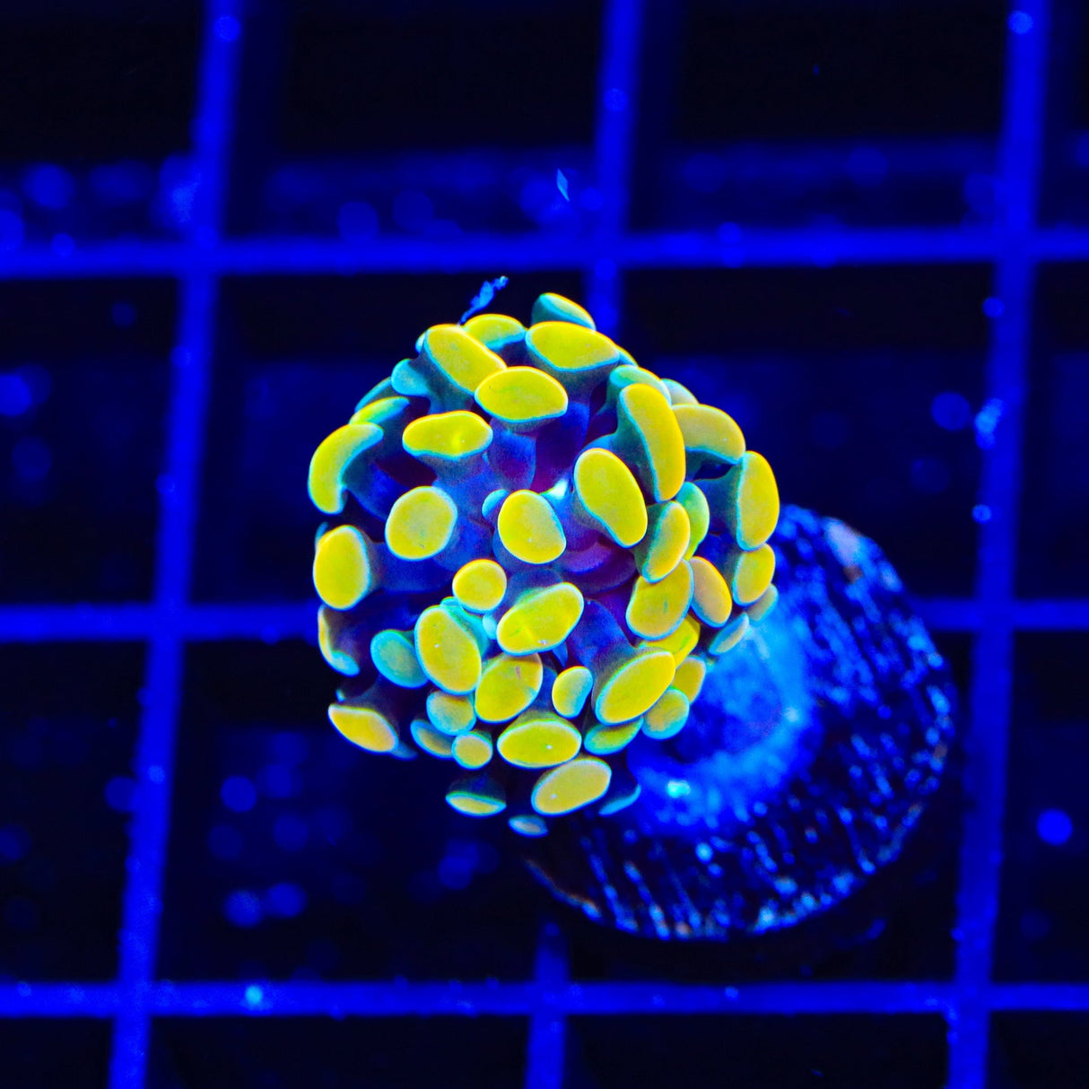 Rainbow Hammer Coral