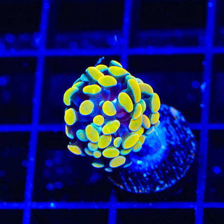 Rainbow Hammer Coral