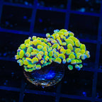 Rainbow Hammer Coral - Multihead