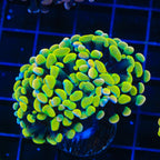 Rainbow Hammer Coral - Multihead
