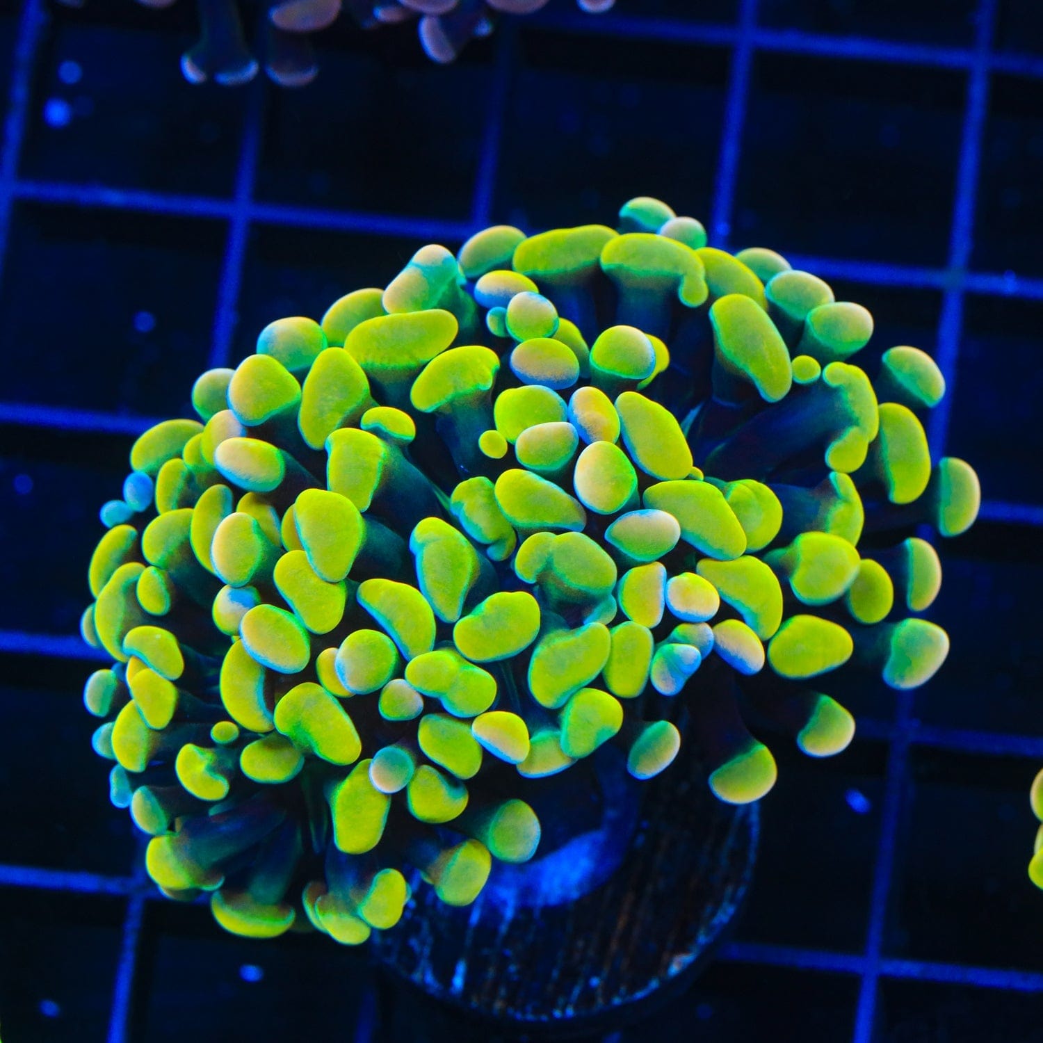 Rainbow Hammer Coral - Multihead
